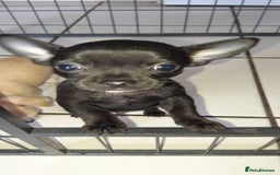 Chihuahua dogs for sale: Chihuahua puppies  - Image 4