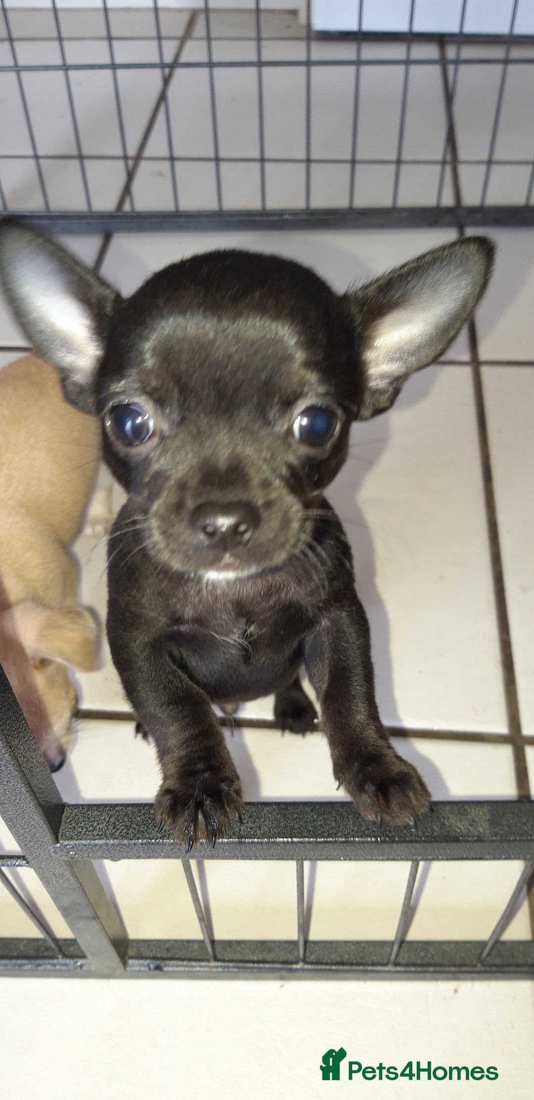 Chihuahua dogs for sale: Chihuahua puppies  - Image 4