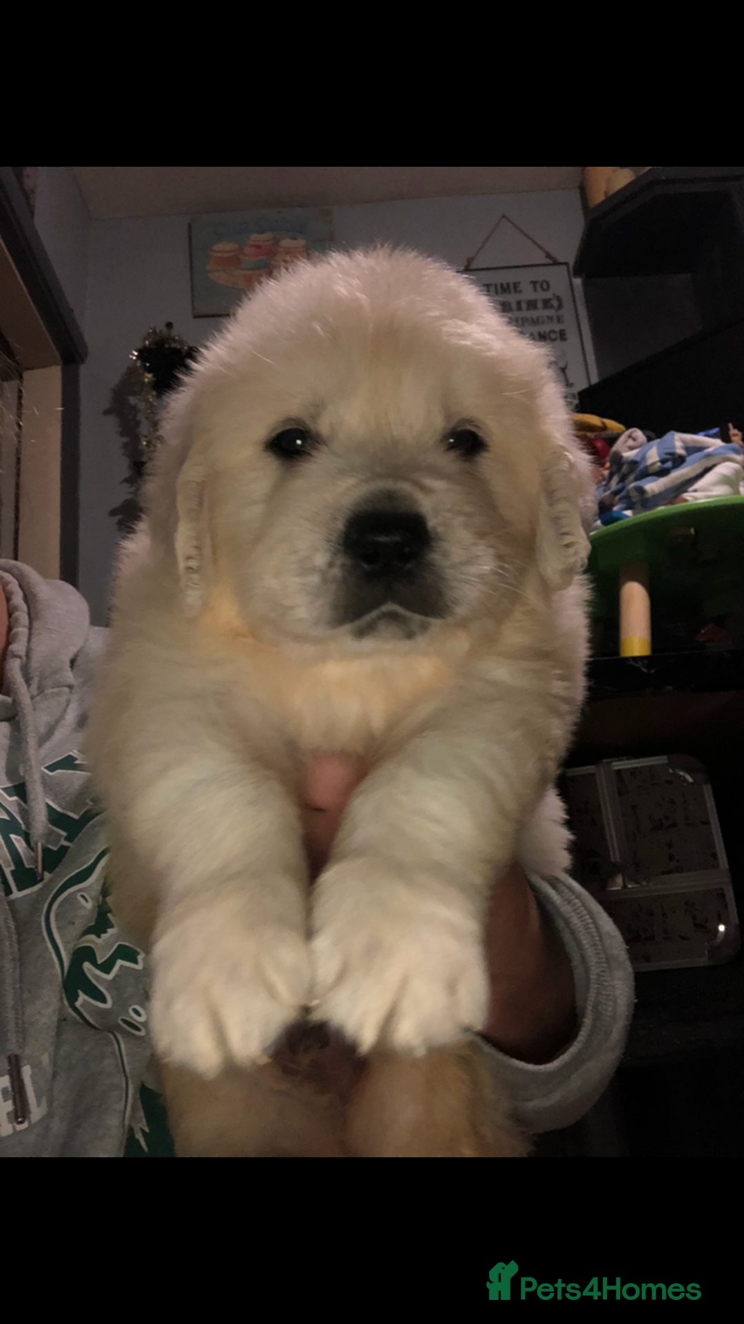 Golden Retriever dogs for sale: Show quality golden retriever puppies  - Advert 9