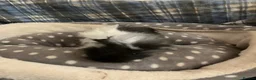 Guinea Pig rodents for sale: Lots of lovely baby girls and boys - Advert 12