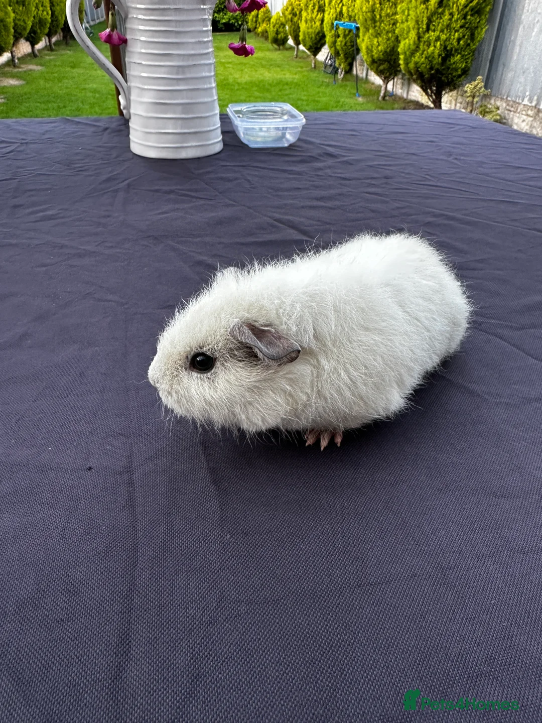 Guinea Pig rodents for sale: Teddy Guinea girls=£60 and few boys=£20 Thank you. - Advert 5