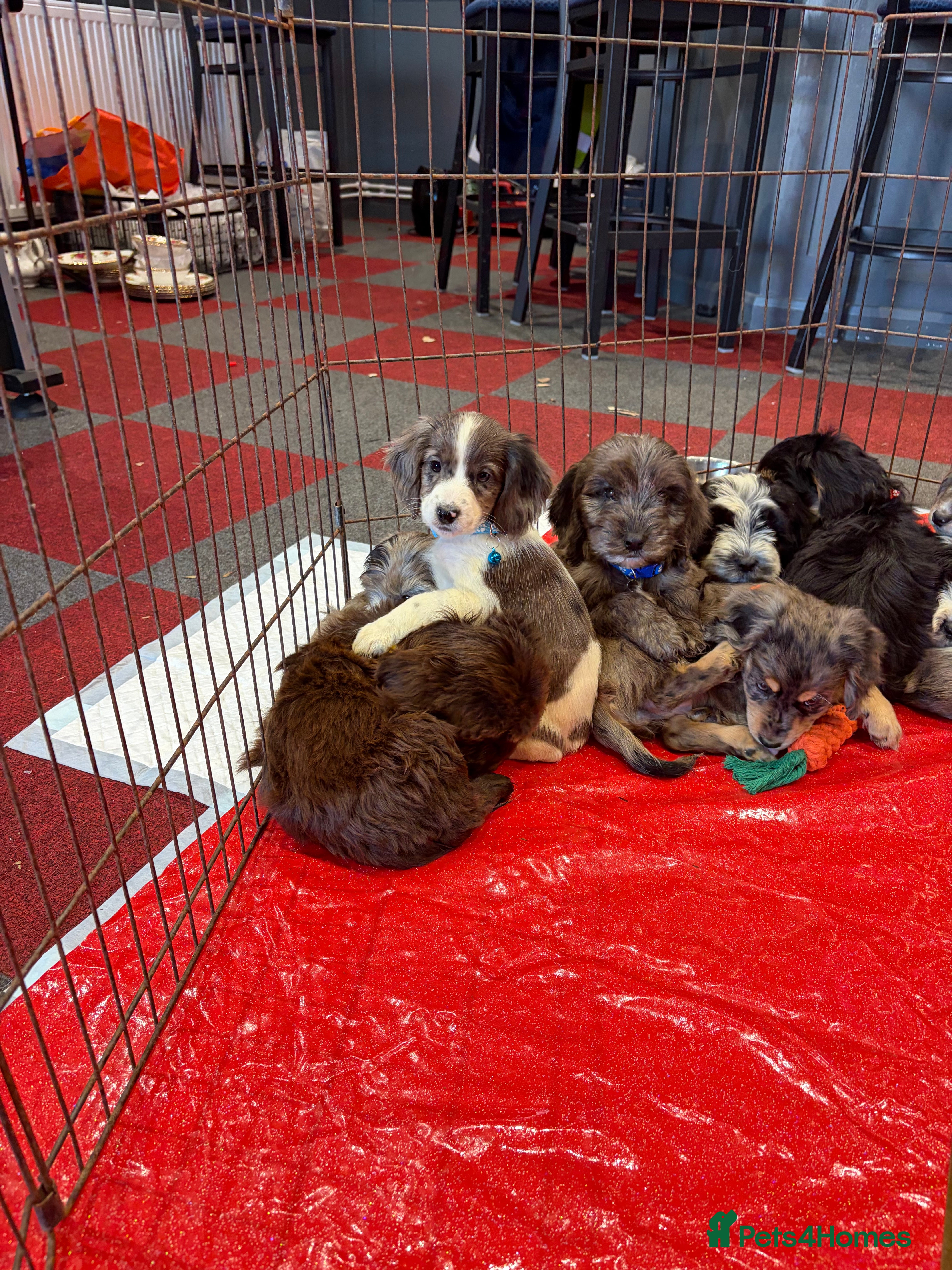 Cockapoo dogs Stunning unique cockapoo puppies ready now in Chichester - Advert 2