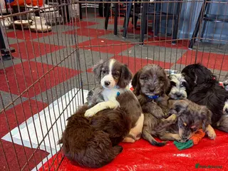 Cockapoo dogs Stunning unique cockapoo puppies ready now in Chichester - Advert 1