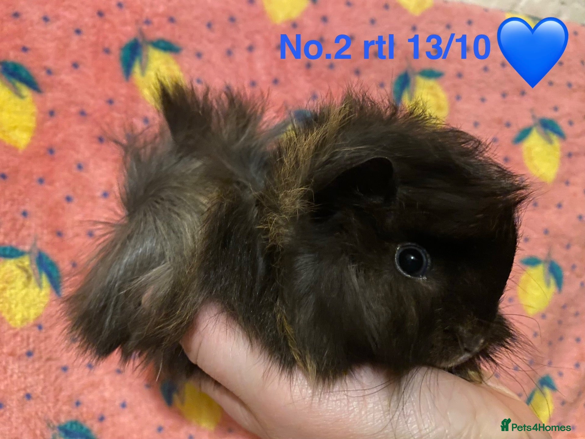 Guinea Pig rodents Gorgeous baby Guinea pigs - Advert 1