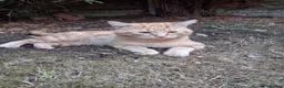 Mixed Breed cats for sale: Last ginger male kitten available for sale - Advert 4