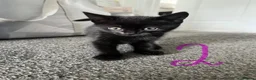 Mixed Breed cats for sale: Black Girl Kittens - Advert 5