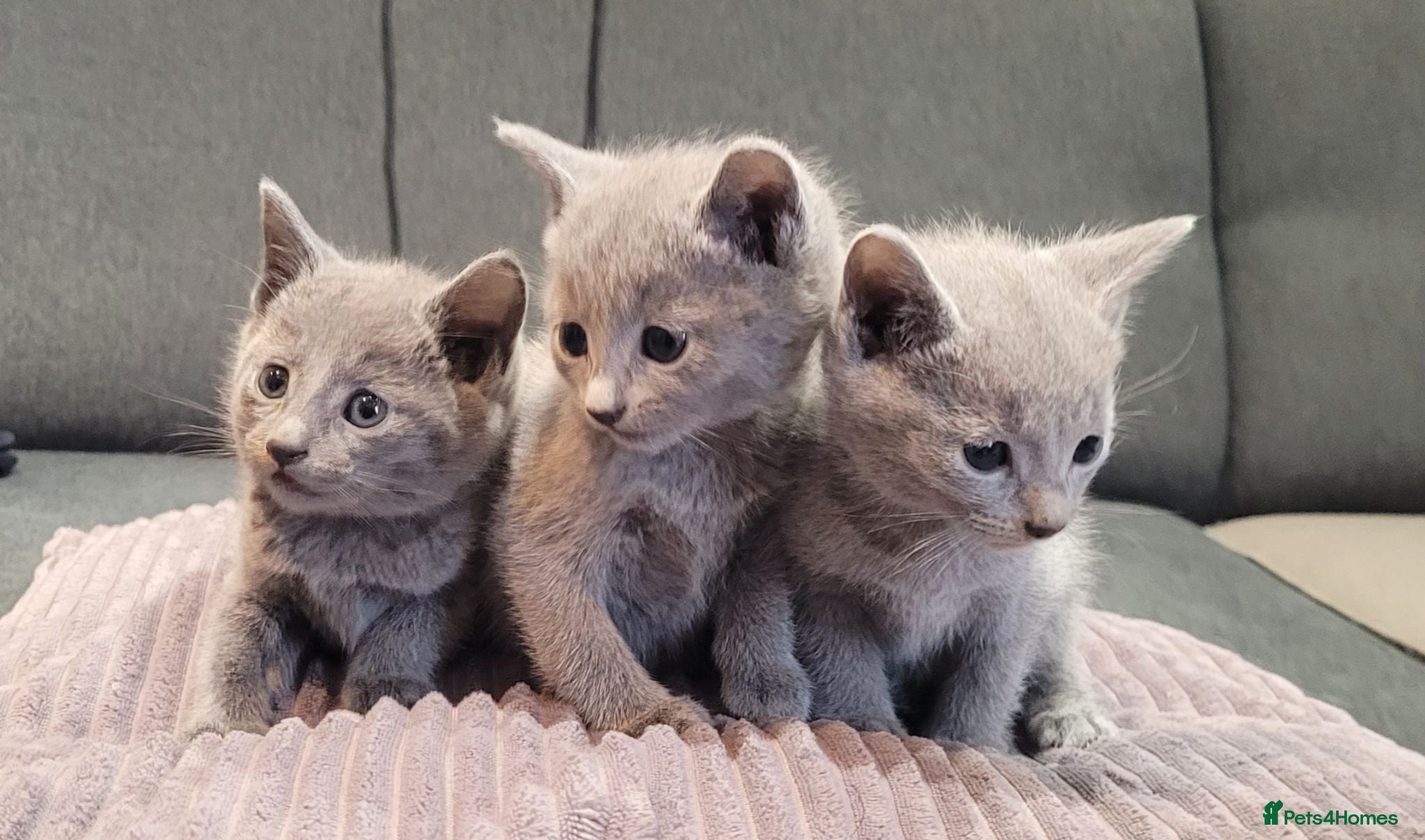 Russian Blue cats Pure Russian Blue kittens for sale 💙  - Advert 2