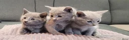 Russian Blue cats for sale: Pure Russian Blue kittens for sale 💙  - Advert 3