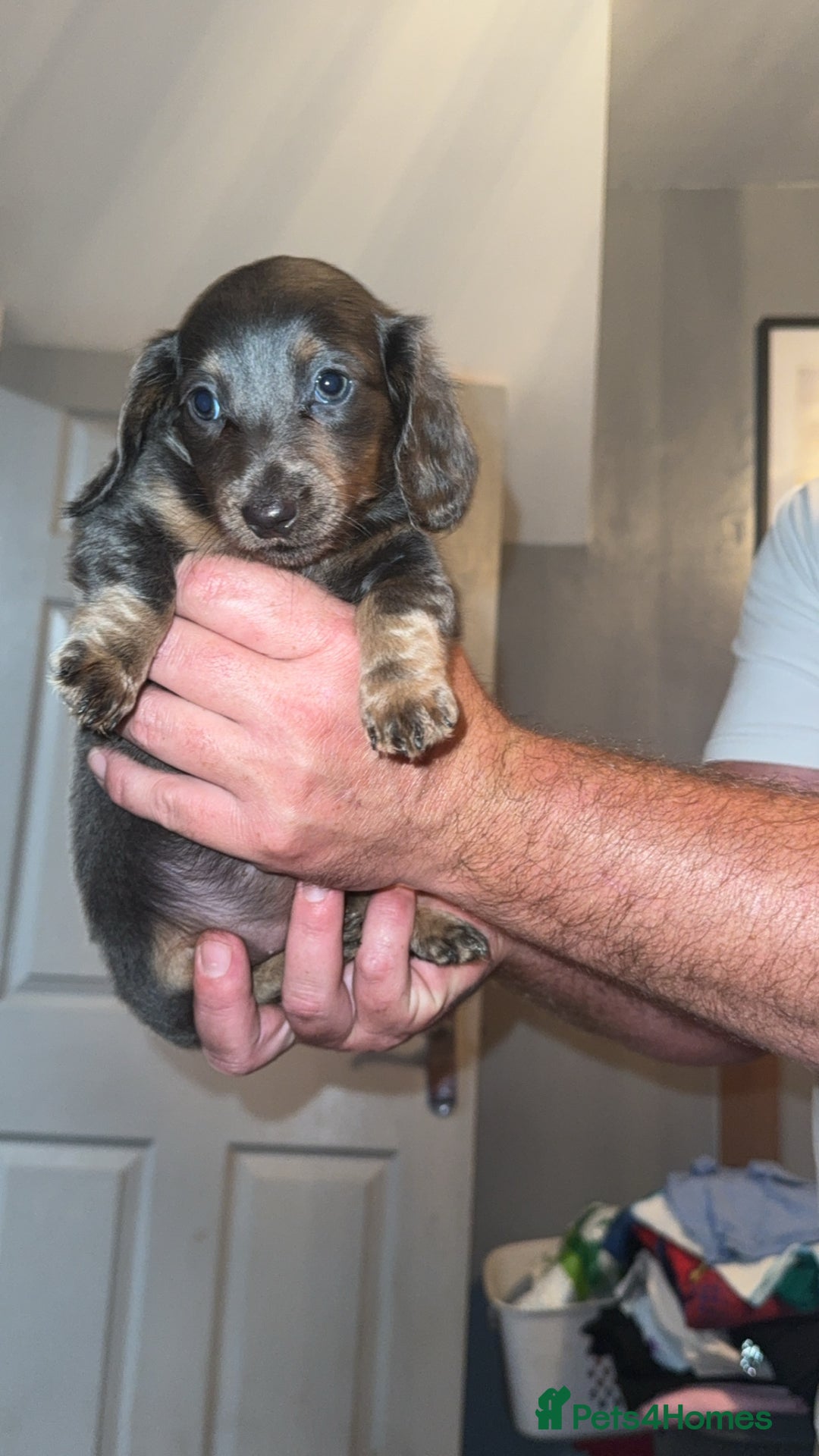 Miniature Dachshund dogs for sale: Beautiful miniature dachshunds for sale - Image 3