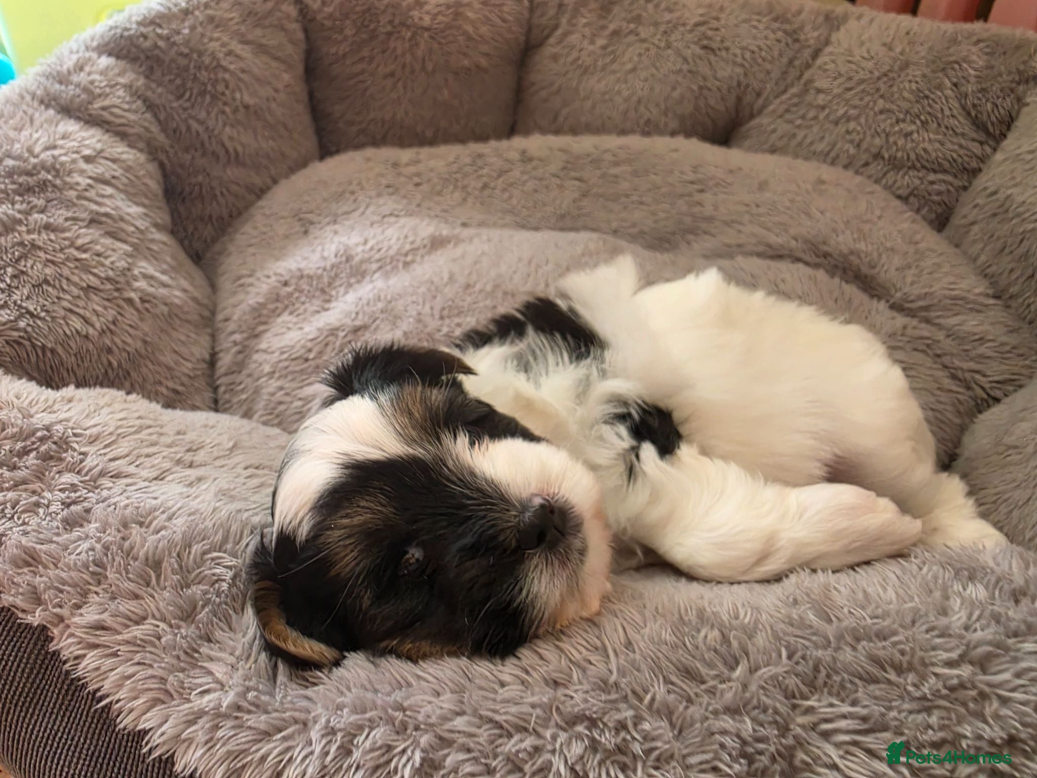 Biewer Terrier dogs Only 1 Girl Left Beautiful Biewer Terriers - Advert 5