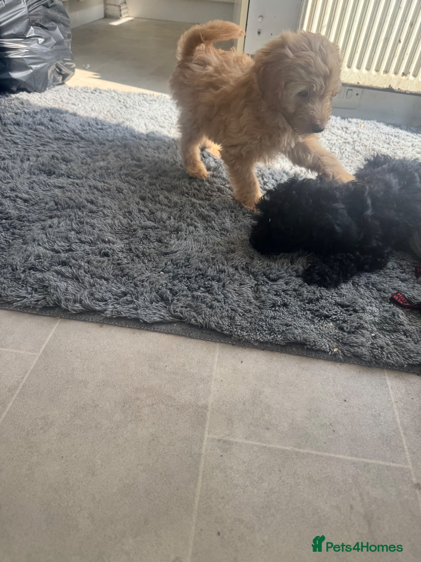 Yorkiepoo dogs Yourki poo  - Advert 3