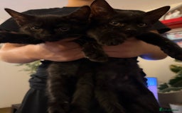 Domestic Shorthair cats for sale: two adorable black kittens ready for collection - Image 1