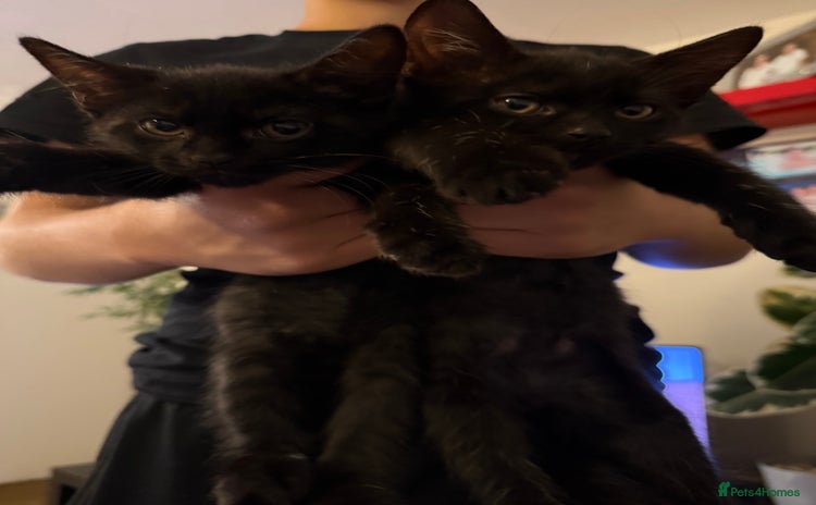 Domestic Shorthair cats - Advert 8