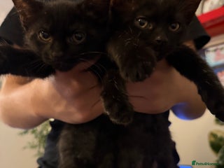 Domestic Shorthair cats - Advert 31