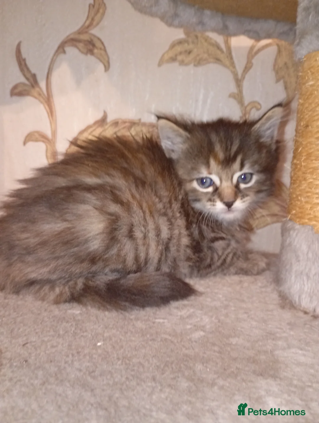 Mixed Breed cats for sale: 4 Gorgeous kittens looking for a home! - Advert 2
