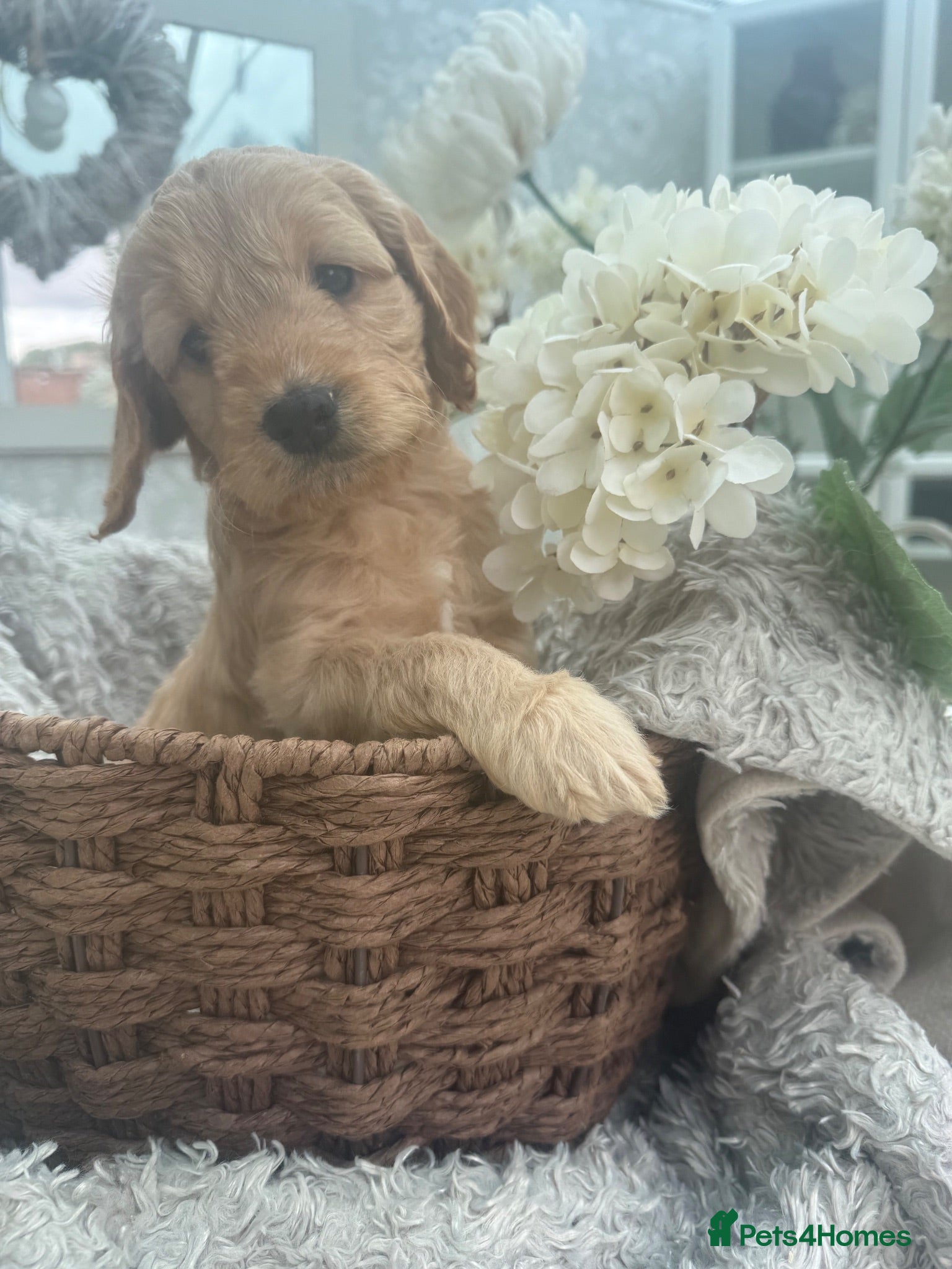 Cockapoo dogs 🩷1 gorgeous little girl🩷ready to leave now🩷 - Advert 2