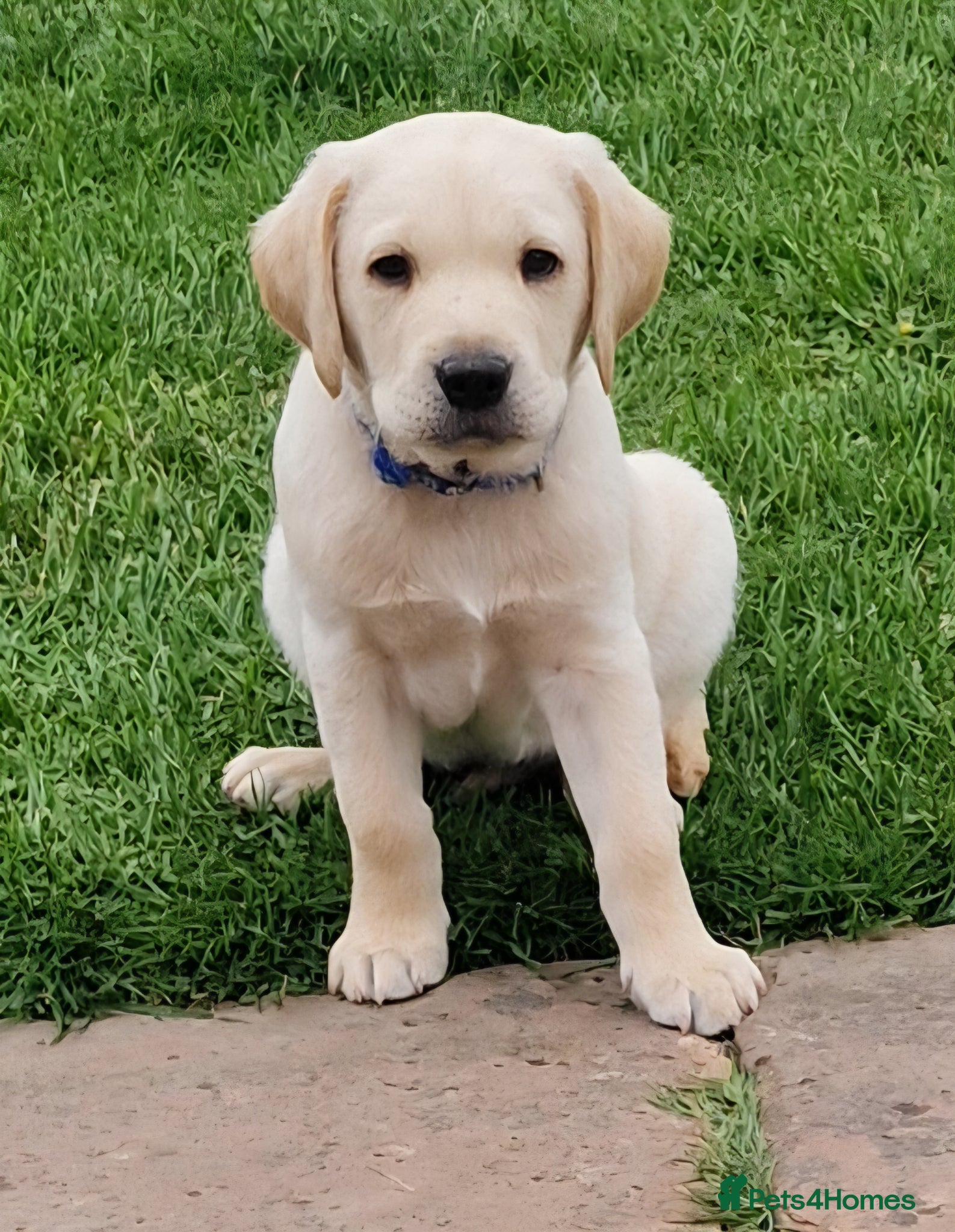 Labrador Retriever dogs Labrador Puppy looking for a loving home 💙 - Advert 1