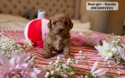 Maltipoo dogs for sale: STUNNING F1B MALTIPOO PUPPIES 🐶🎅🏼 - Image 5