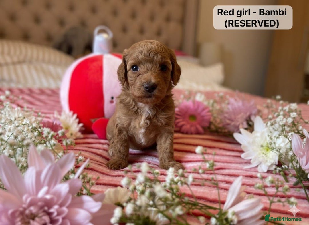 Maltipoo dogs for sale: STUNNING F1B MALTIPOO PUPPIES 🐶🎅🏼 - Image 5