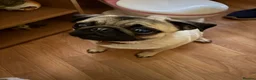 Pug dogs for sale: 8 month old Pug  - Advert 1