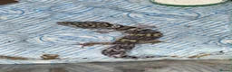 Gecko reptiles for sale: A range of leopard gecko and crested gecko babies in Aylesford - Advert 3
