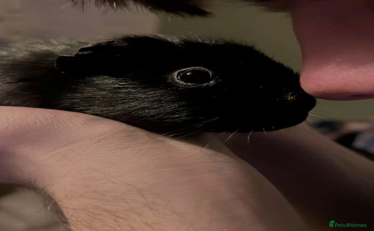 Guinea Pig rodents - Advert 1