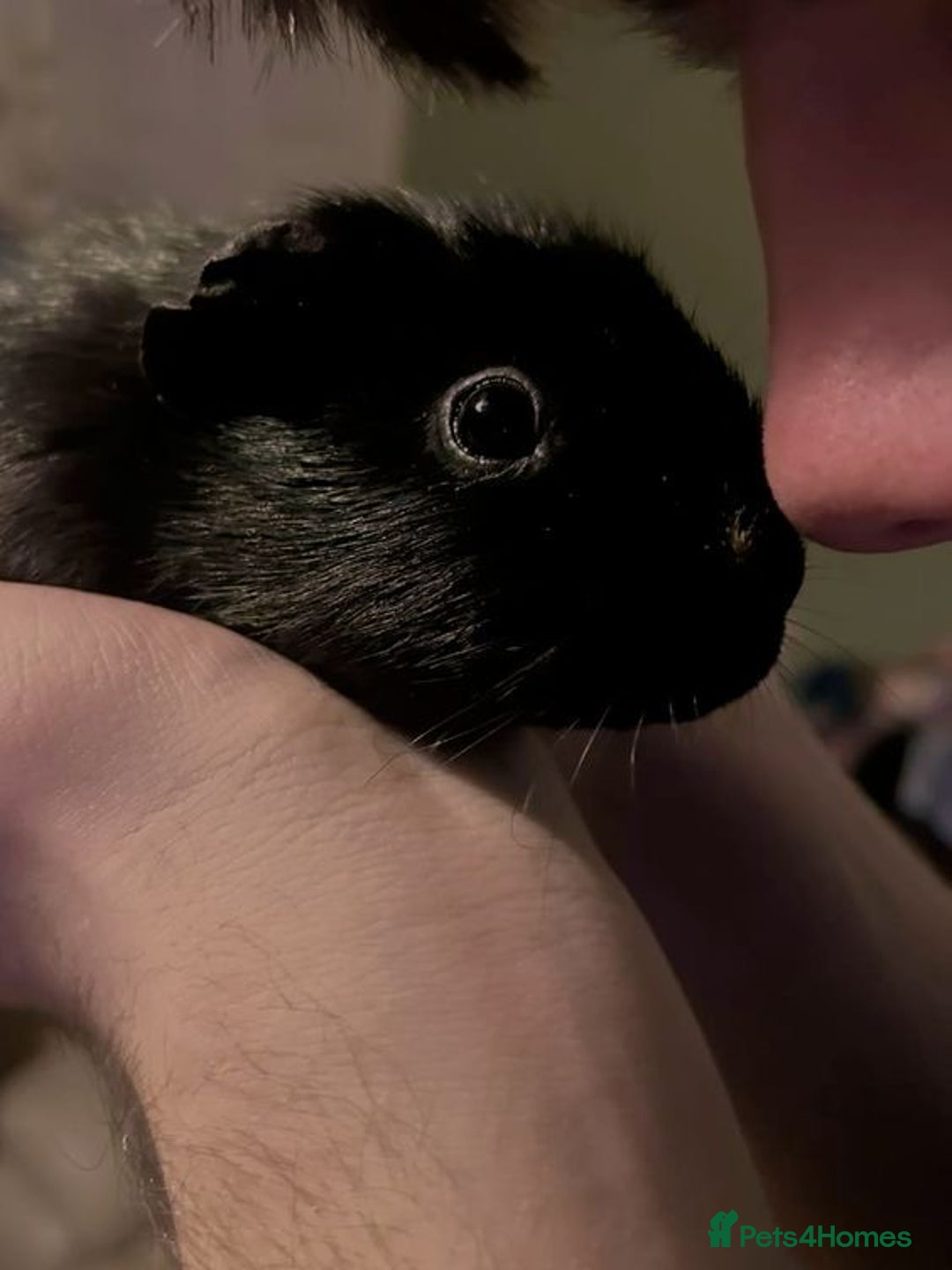 Guinea Pig rodents for sale: Male Guinea pig - Image 1
