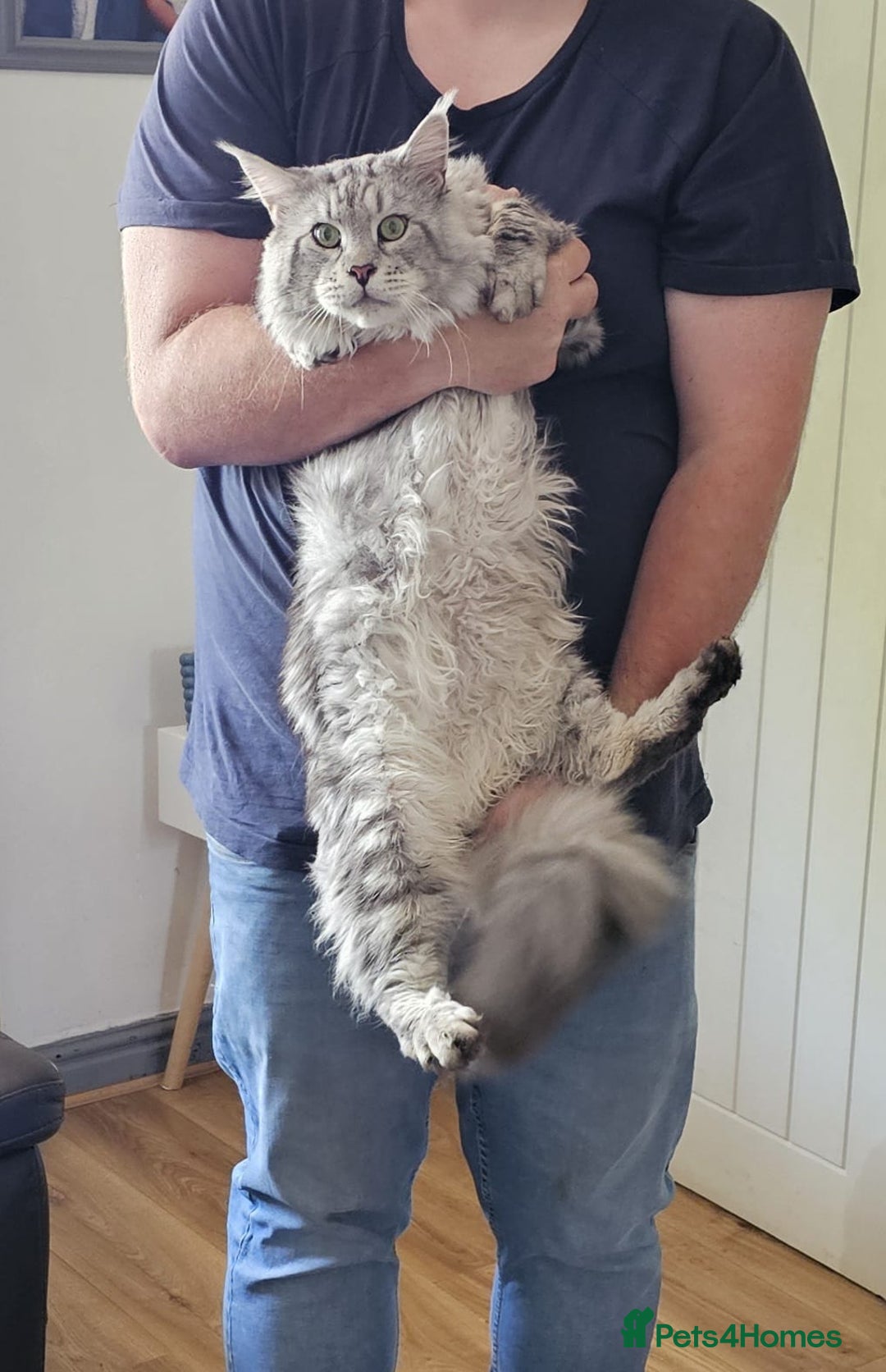 Maine Coon cats for stud: STUNNING SILVER MAINECOON FOR STUD - Advert 6