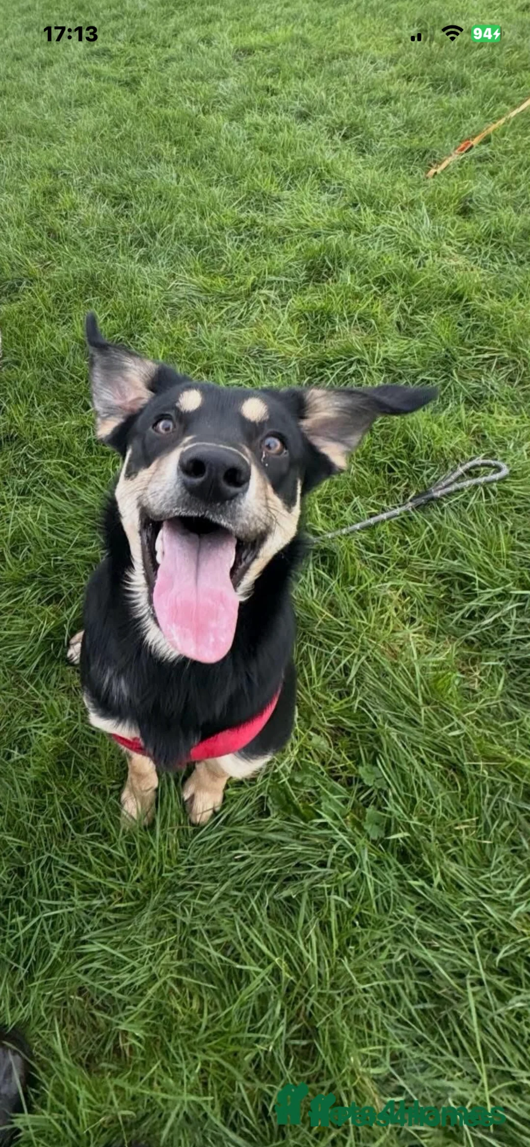 Mixed Breed dogs for sale: Oakley - Advert 1