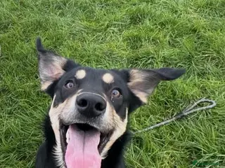 Mixed Breed dogs Oakley - Advert 1