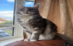 Maine Coon cats for sale: GCCF Pedigree Russian line Maine Coon - Advert 27