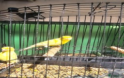 Canaries birds for sale: Irish fancy canary  - Image 8