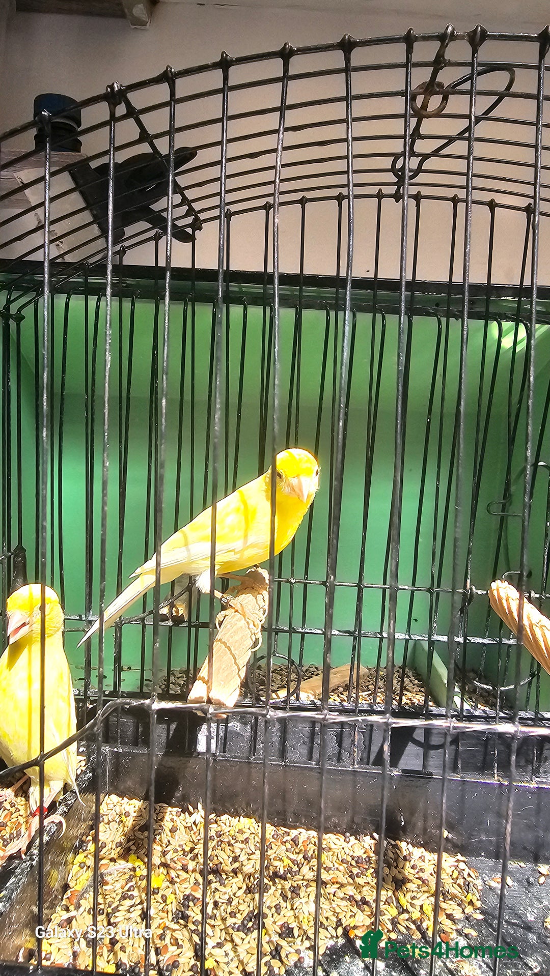Canaries birds for sale: Irish fancy canary  - Image 8
