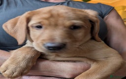 Labrador Retriever dogs for sale: Red Fox Labradors  in Wigston - Image 5