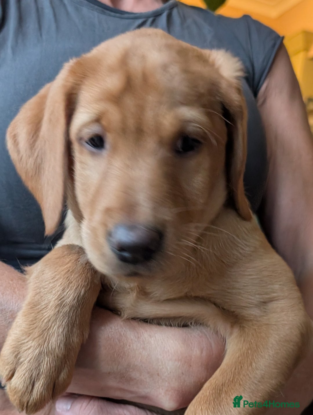Labrador Retriever dogs for sale: Red Fox Labradors  in Wigston - Image 5