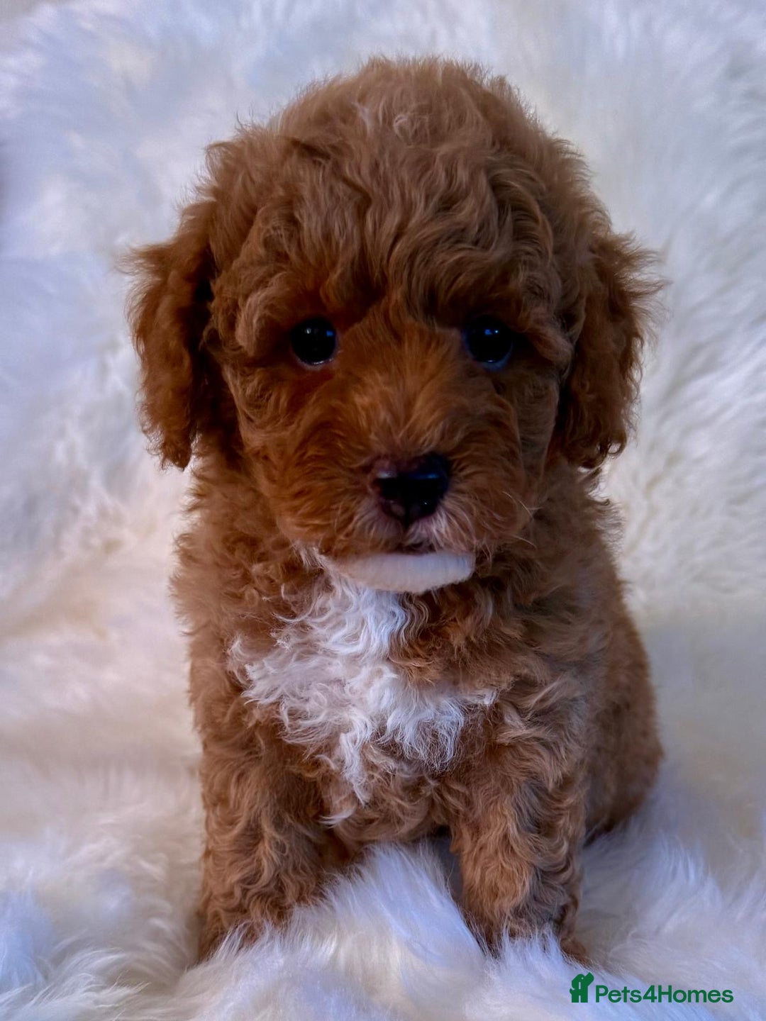 Maltipoo dogs for sale: OUTSTANDING QUALITY F1B MALTIPOO PUPPIES READY! - Image 3