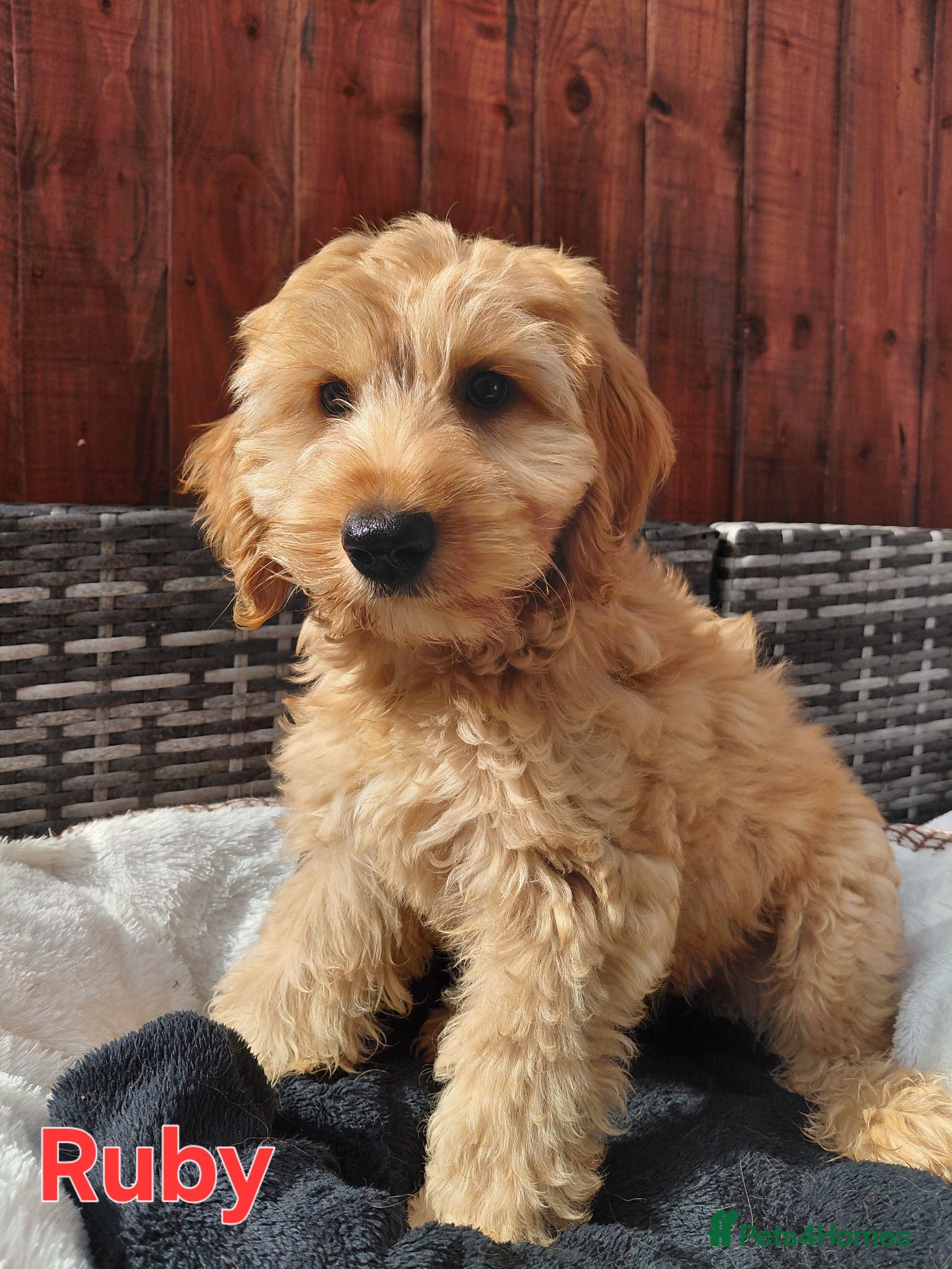 Australian Labradoodle dogs Australian Labradoodle-Medium-sized  - Advert 3