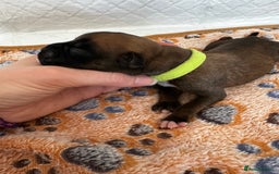 Boxer dogs for sale: Boxer Puppies KC registered  - Image 15