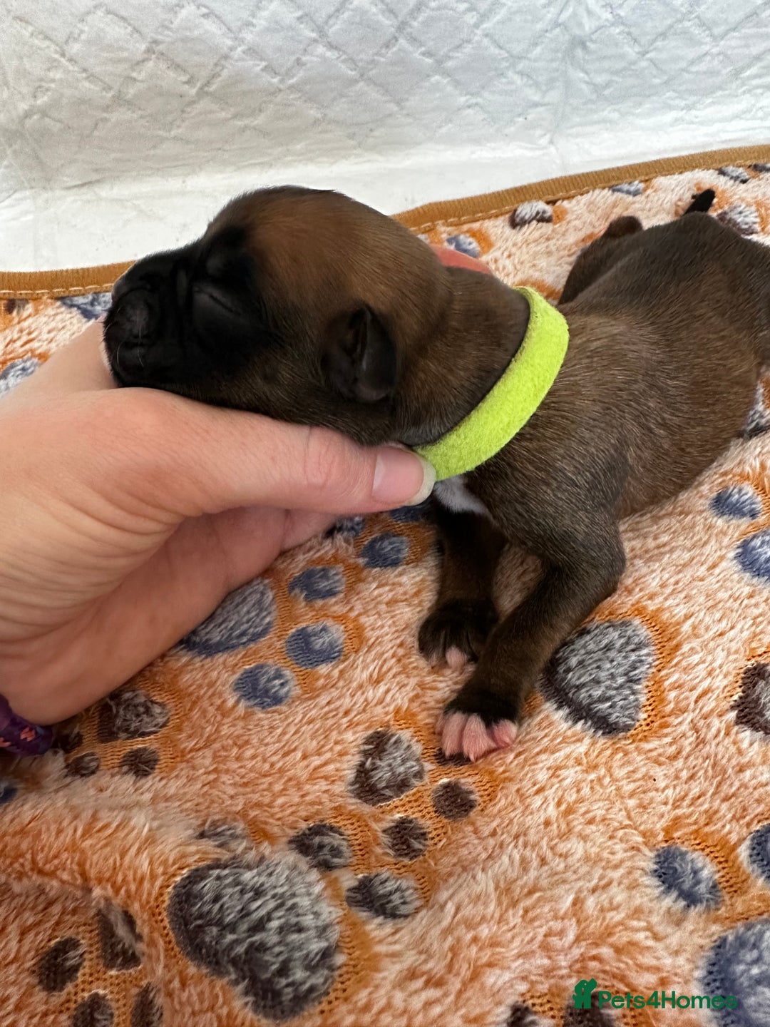 Boxer dogs for sale: Boxer Puppies KC registered  - Image 15