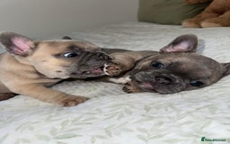French Bulldog dogs for sale: Our little Aida - new loving family home  - Image 7