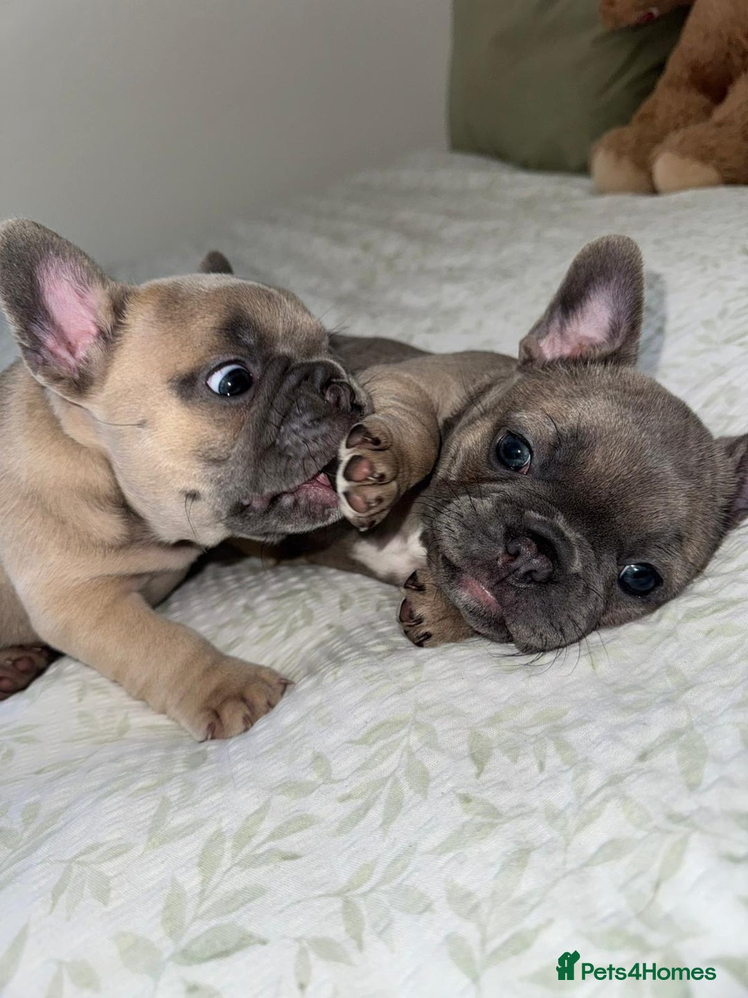 French Bulldog dogs for sale: Our little Aida - new loving family home  - Image 7
