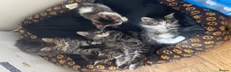 Mixed Breed cats for sale: 5 cute kittens for sale  - Advert 6