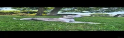 Whippet dogs for sale: KC Whippet Puppies - Advert 11