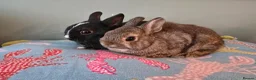 Netherland Dwarf rabbits for sale: Exceptional Netherland Dwarf, extremely tame - Advert 4