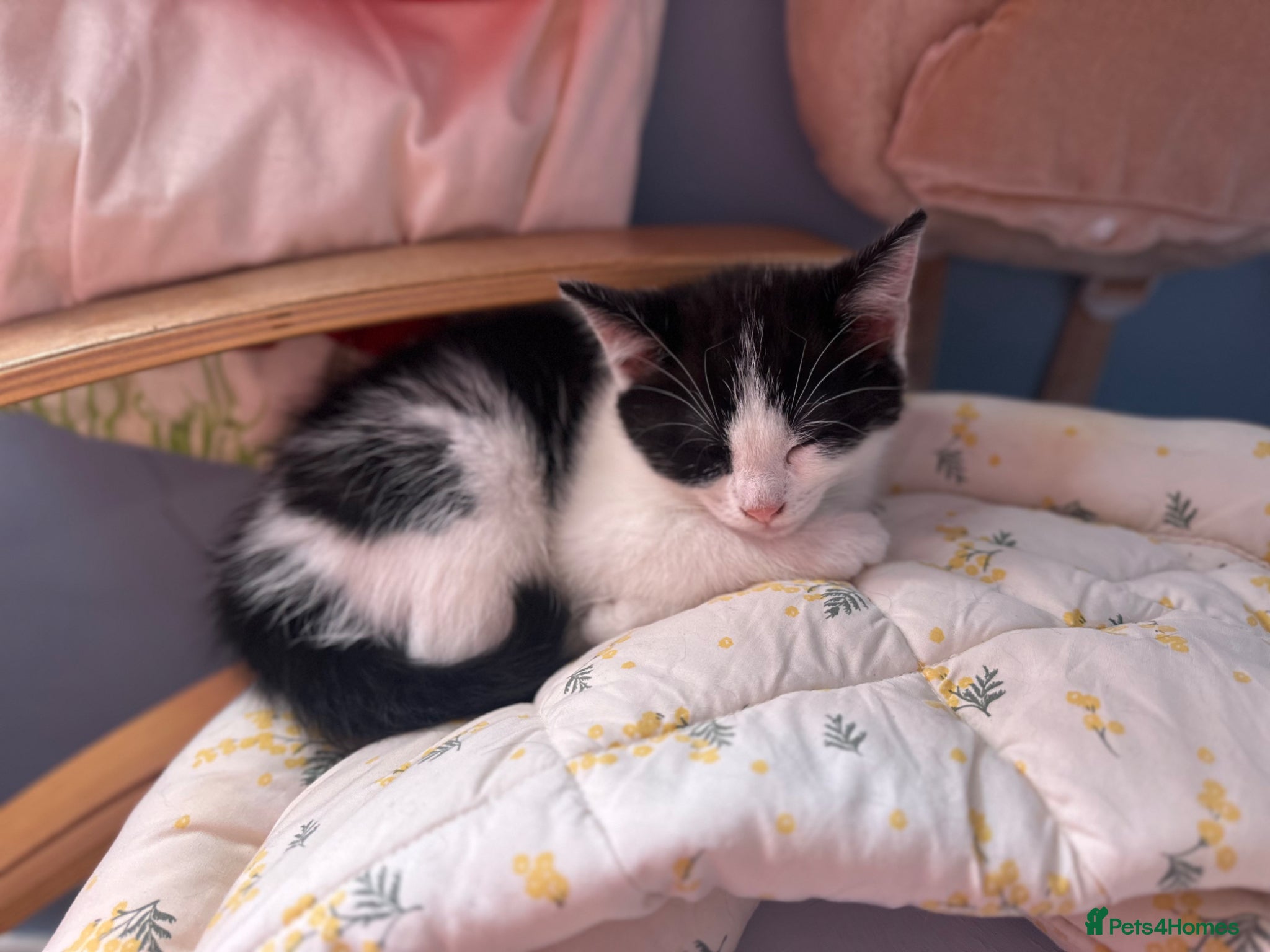 Mixed Breed cats for sale: Last 2 remaining reduced beautiful playful kittens - Advert 17