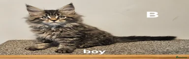 Maine Coon B
