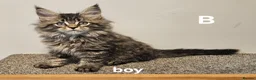 Maine Coon cats for sale: Large Maine Coon kittens regd European bloodline - Advert 36
