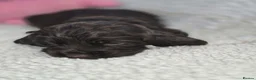Cocker Spaniel dogs for sale: BEAUTIFUL COCKER SPANIEL PUPS - Advert 12