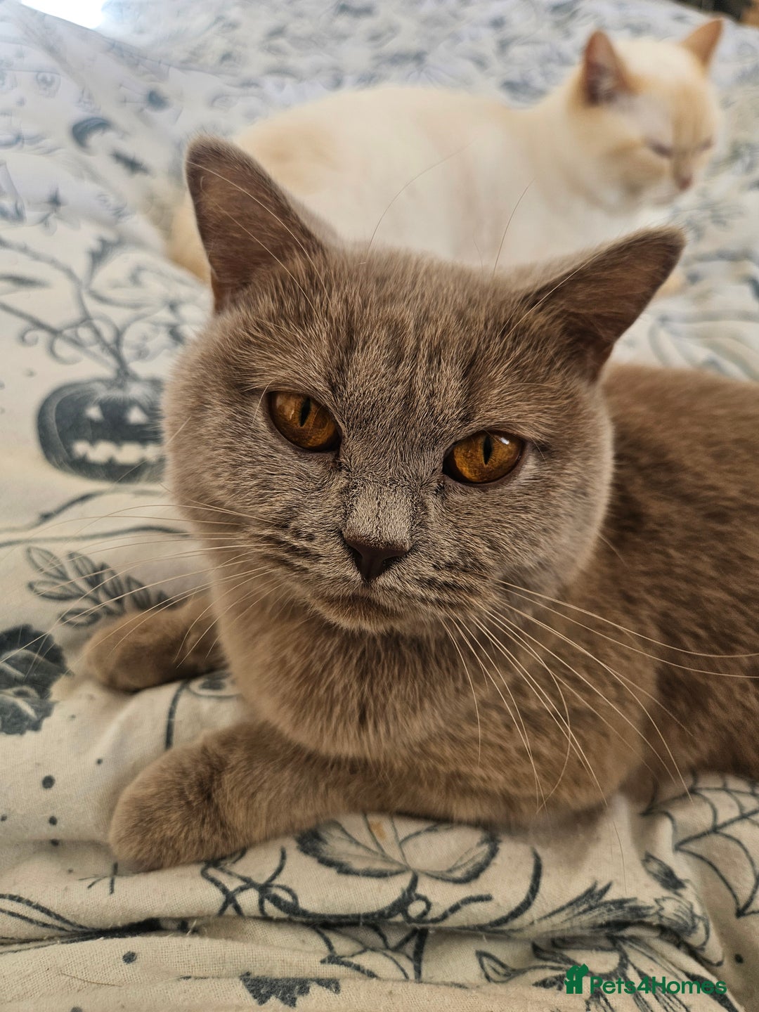 British Shorthair cats for sale: Lilac British Shorthair Girl - 20 mths - Advert 4