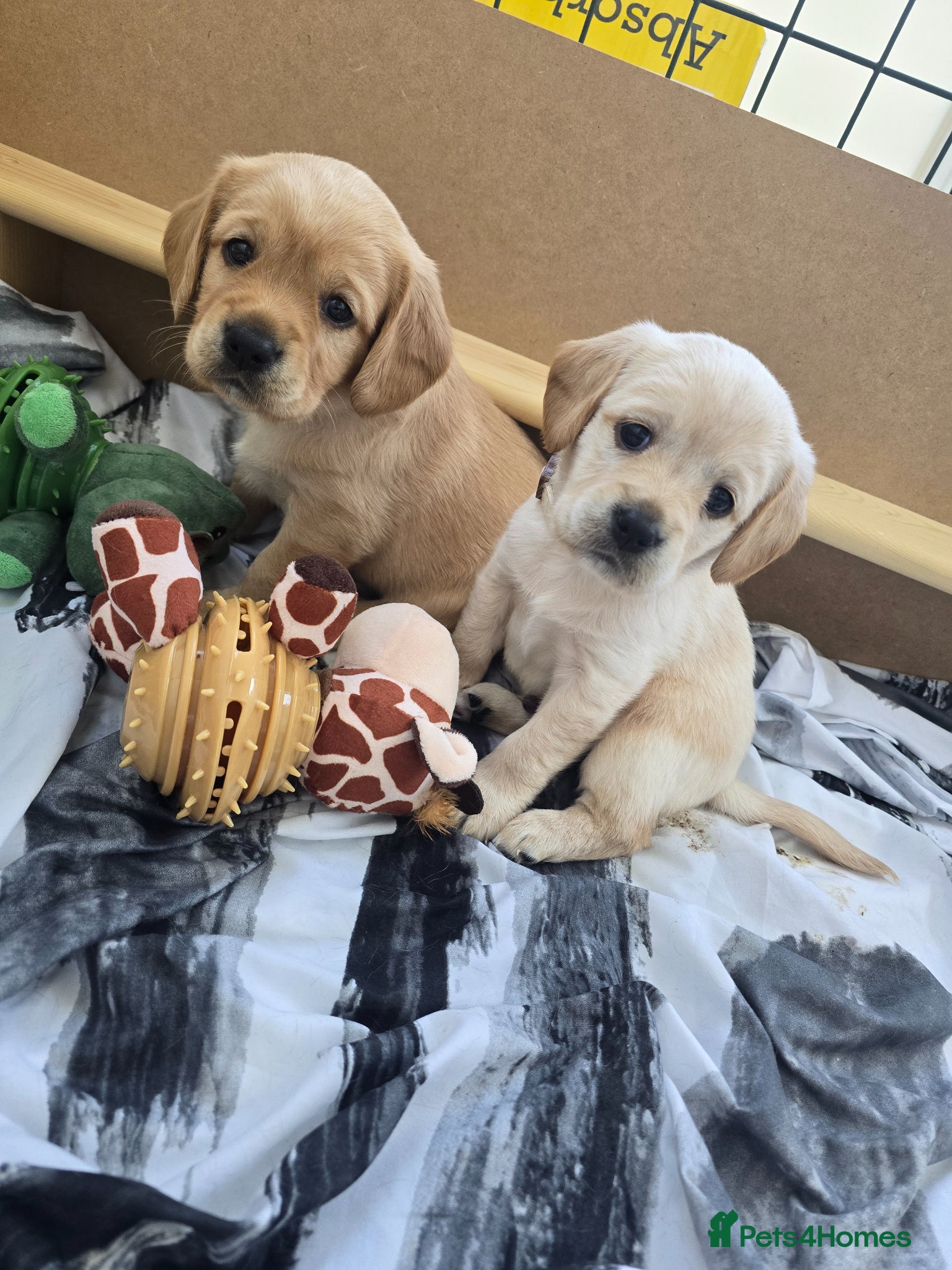 Mixed Breed dogs for sale: Cavador! Rare Ready 2 leave. 1 beautiful boy left. - Advert 35